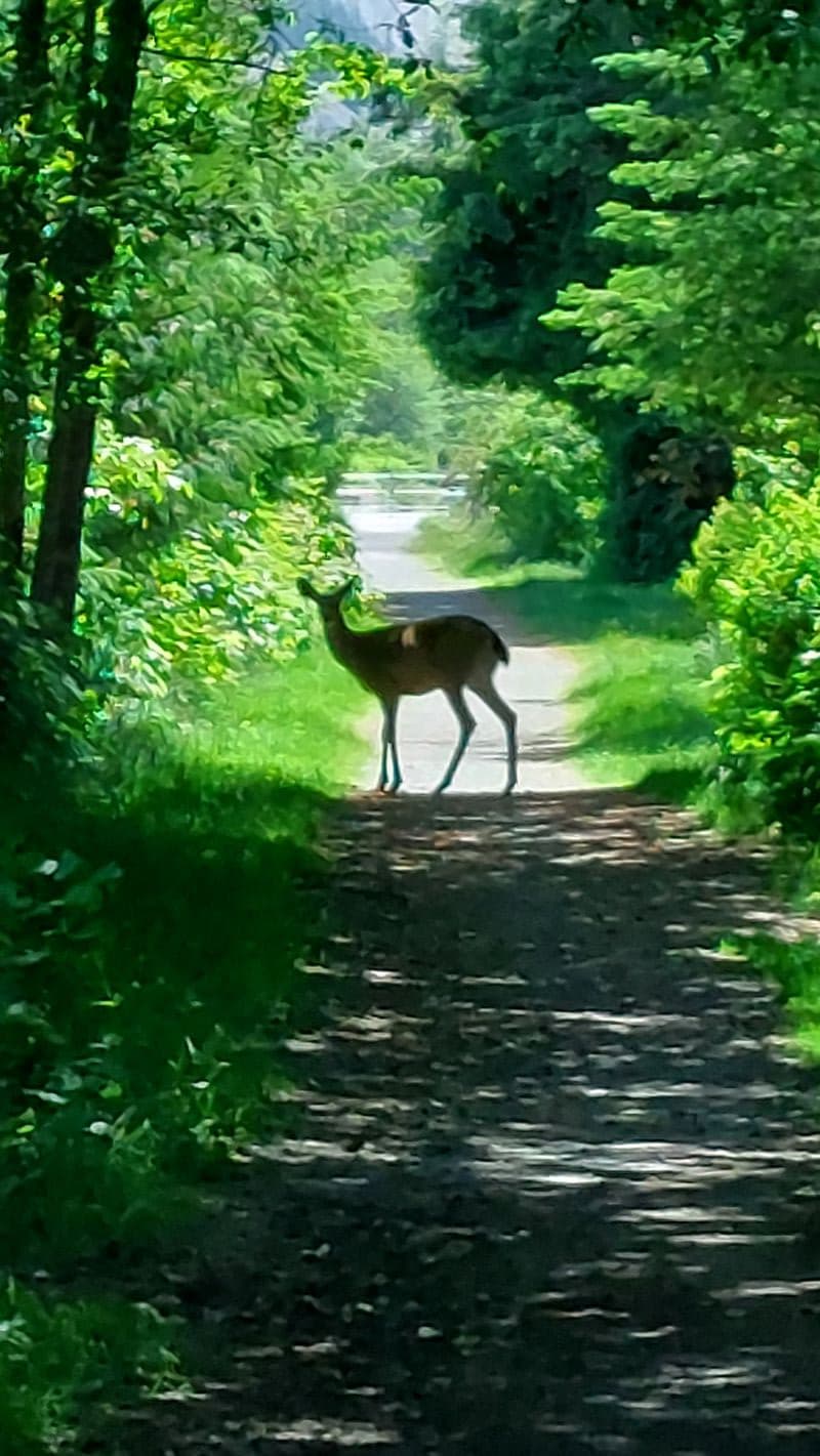 The life of nature in Squamish